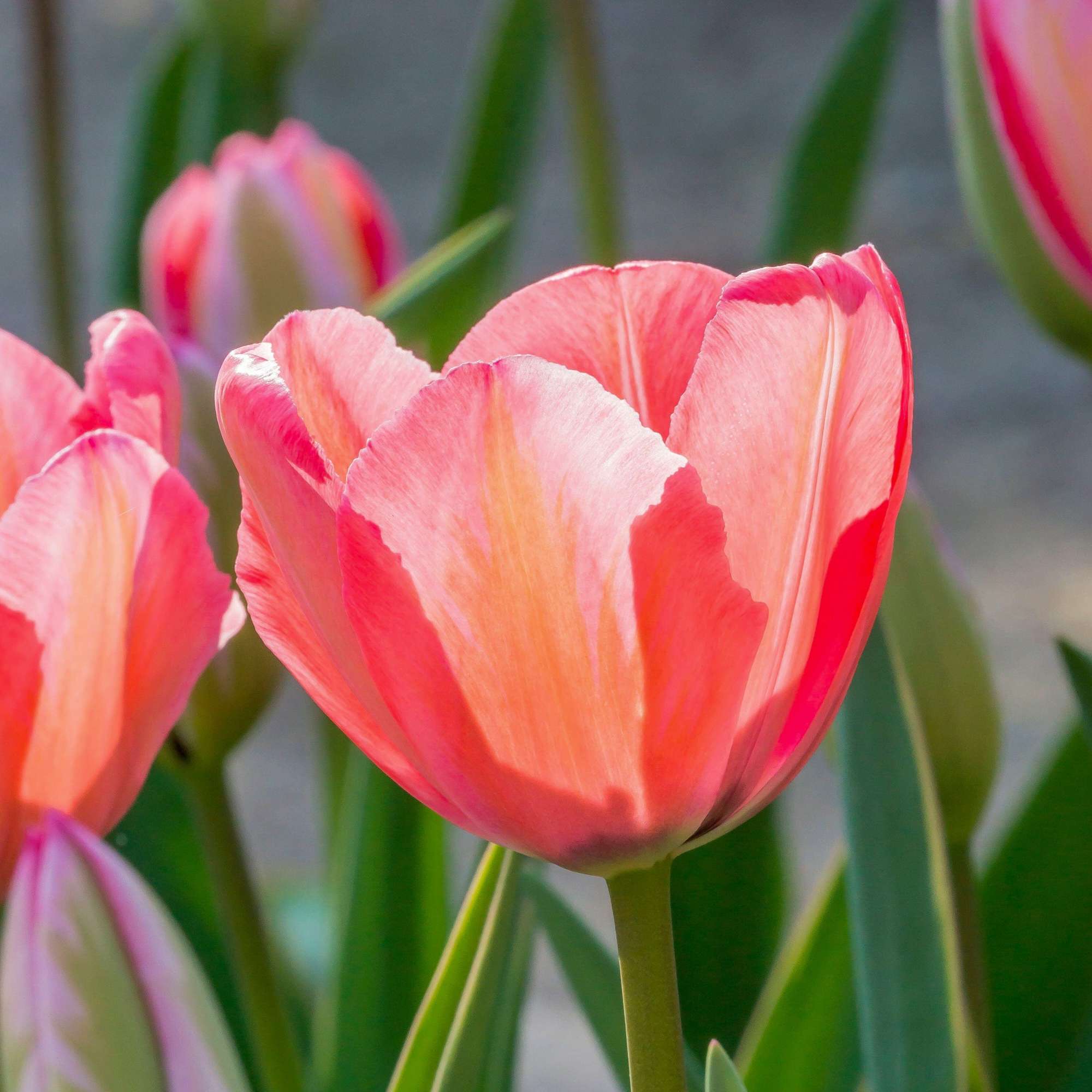 Tulpan 'Design Impression'